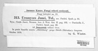 Uromyces junci image